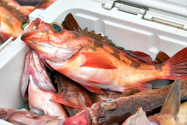 釣った魚を調理出来ますか という質問にお答えします 公式 南熱海 潮騒の宿 ふじま