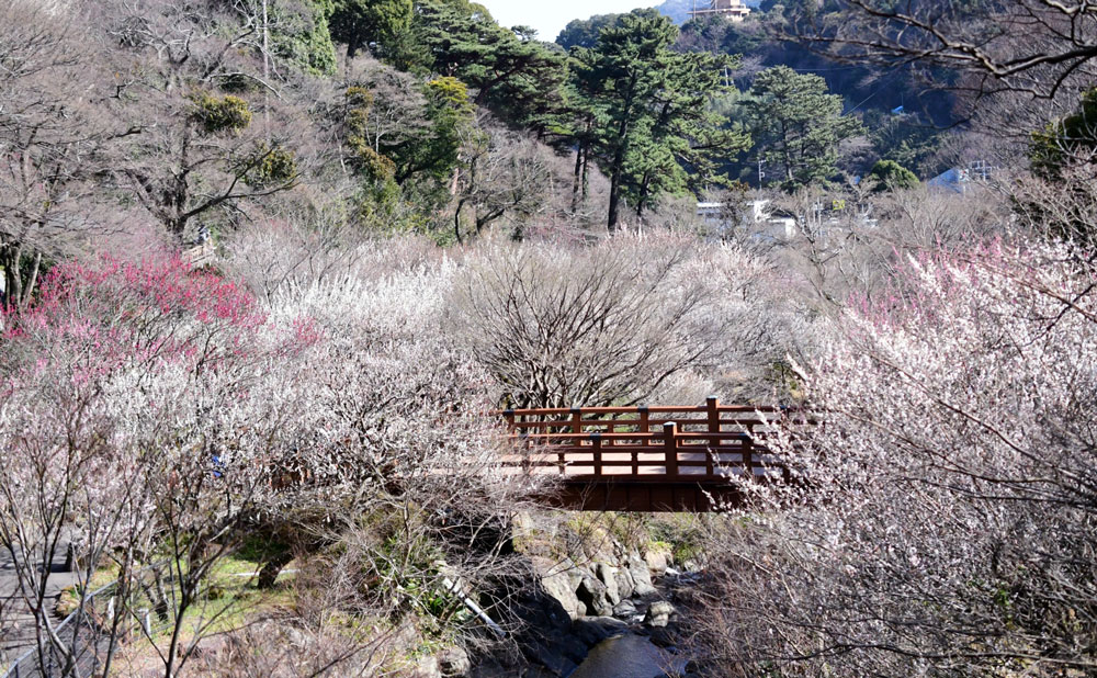 第82回 熱海梅園梅まつり（2026年）